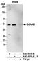 Golgin, RAB6 Interacting antibody, A305-691A-M, Bethyl Labs, Immunoprecipitation image 