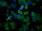 Uromodulin Like 1 antibody, LS-C681668, Lifespan Biosciences, Immunofluorescence image 