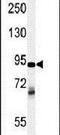 Zinc Finger RANBP2-Type Containing 1 antibody, PA5-26829, Invitrogen Antibodies, Western Blot image 