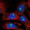 Fibrillarin antibody, NBP2-58592, Novus Biologicals, Immunofluorescence image 