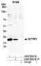 DCTP Pyrophosphatase 1 antibody, A305-794A-M, Bethyl Labs, Immunoprecipitation image 