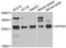 Serine/arginine-rich splicing factor 9 antibody, A4242, ABclonal Technology, Western Blot image 
