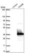 Family With Sequence Similarity 9 Member B antibody, PA5-57171, Invitrogen Antibodies, Western Blot image 