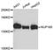 Nuclear pore complex protein Nup160 antibody, A13080, ABclonal Technology, Western Blot image 
