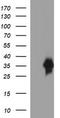 Epithelial Cell Adhesion Molecule antibody, TA506643AM, Origene, Western Blot image 