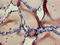 RANBP2-Type And C3HC4-Type Zinc Finger Containing 1 antibody, LS-C679290, Lifespan Biosciences, Immunohistochemistry paraffin image 