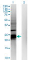 Pseudouridine 5'-Phosphatase antibody, LS-C198537, Lifespan Biosciences, Western Blot image 