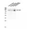 Solute Carrier Family 15 Member 1 antibody, LS-C385430, Lifespan Biosciences, Western Blot image 