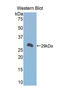Alpha-1-B Glycoprotein antibody, LS-C304637, Lifespan Biosciences, Western Blot image 