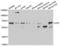 CD5 Molecule antibody, LS-C348999, Lifespan Biosciences, Western Blot image 