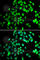 Nuclear cap-binding protein subunit 2 antibody, A7293, ABclonal Technology, Immunofluorescence image 