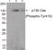 BCAR1 Scaffold Protein, Cas Family Member antibody, 79-783, ProSci, Western Blot image 