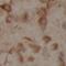 Glucosylceramidase Beta antibody, FNab03369, FineTest, Immunohistochemistry paraffin image 