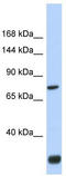 Fibronectin Type III Domain Containing 3A antibody, TA335608, Origene, Western Blot image 