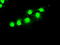 Serine/threonine-protein kinase PRKY antibody, TA500561, Origene, Immunofluorescence image 