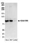 Shootin 1 antibody, A304-648A, Bethyl Labs, Western Blot image 