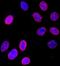 Nuclear pore complex protein Nup153 antibody, A301-788A, Bethyl Labs, Immunocytochemistry image 