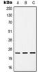 CD9 Molecule antibody, LS-C351957, Lifespan Biosciences, Western Blot image 