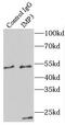 IMP U3 Small Nucleolar Ribonucleoprotein 3 antibody, FNab04296, FineTest, Immunoprecipitation image 