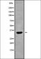 1-Acylglycerol-3-Phosphate O-Acyltransferase 1 antibody, orb337887, Biorbyt, Western Blot image 