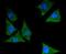 14-3-3 Epsilon antibody, NBP2-67834, Novus Biologicals, Immunofluorescence image 