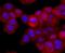 CD154 / CD40L antibody, A01114, Boster Biological Technology, Immunocytochemistry image 