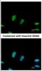 Ribosomal RNA processing protein 1 homolog A antibody, NBP2-20233, Novus Biologicals, Immunofluorescence image 