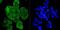 Elongation Factor Tu GTP Binding Domain Containing 2 antibody, NBP2-66818, Novus Biologicals, Immunofluorescence image 