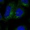 Solute Carrier Family 26 Member 11 antibody, HPA029893, Atlas Antibodies, Immunocytochemistry image 