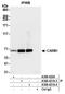 Histone-arginine methyltransferase CARM1 antibody, A300-421A, Bethyl Labs, Immunoprecipitation image 