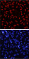 SRY-Box 17 antibody, AF1924, R&D Systems, Immunofluorescence image 
