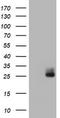 WAP Four-Disulfide Core Domain 2 antibody, TA801137S, Origene, Western Blot image 