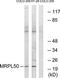 Mitochondrial Ribosomal Protein L50 antibody, TA315528, Origene, Western Blot image 