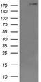Dedicator of cytokinesis protein 8 antibody, CF506495, Origene, Western Blot image 