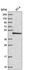 COP9 Signalosome Subunit 3 antibody, HPA050557, Atlas Antibodies, Western Blot image 