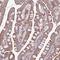 Armadillo Repeat Containing X-Linked 6 antibody, HPA048125, Atlas Antibodies, Immunohistochemistry frozen image 