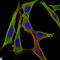 Fibrinogen Gamma Chain antibody, LS-C812599, Lifespan Biosciences, Immunofluorescence image 