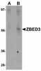 Zinc Finger BED-Type Containing 3 antibody, LS-B4602, Lifespan Biosciences, Western Blot image 