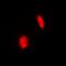 Ferredoxin Reductase antibody, orb78478, Biorbyt, Immunofluorescence image 