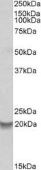 BCL2 Related Protein A1 antibody, TA311282, Origene, Western Blot image 