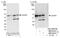 U2 Small Nuclear RNA Auxiliary Factor 2 antibody, NBP2-04139, Novus Biologicals, Western Blot image 