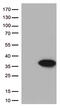 BCL2 Like 1 antibody, CF500097, Origene, Western Blot image 