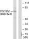 Cell Division Cycle 25B antibody, PA5-40155, Invitrogen Antibodies, Western Blot image 