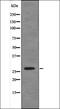Caveolin 2 antibody, orb335772, Biorbyt, Western Blot image 