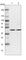 WD Repeat Domain 77 antibody, HPA027271, Atlas Antibodies, Western Blot image 
