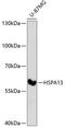 Heat Shock Protein Family A (Hsp70) Member 13 antibody, 19-289, ProSci, Western Blot image 