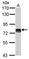 Cyclin D Binding Myb Like Transcription Factor 1 antibody, GTX112228, GeneTex, Western Blot image 