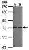 Protein transport protein Sec16B antibody, LS-C155647, Lifespan Biosciences, Western Blot image 
