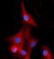 EH domain-containing protein 2 antibody, A04265-2, Boster Biological Technology, Immunofluorescence image 