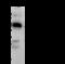 PSMB8 antibody, GTX02245, GeneTex, Immunoprecipitation image 